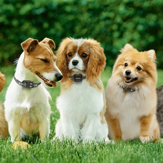 ONTDEK: Vulpes Goods