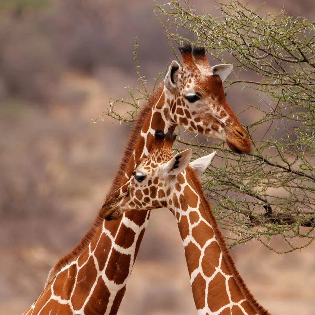 ONTDEK: Afrika Safari NL