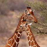 ONTDEK: Afrika Safari NL