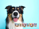 ONTDEK: Hondensupplement - alles voor de gezondheid en welzijn van je hond