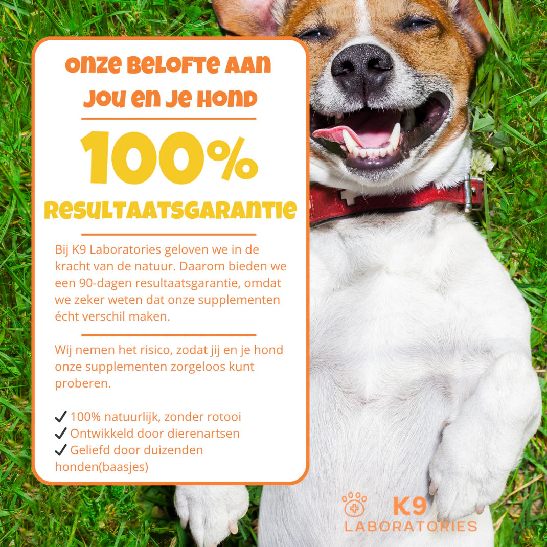 ONTDEK: Hondensupplement - alles voor de gezondheid en welzijn van je hond