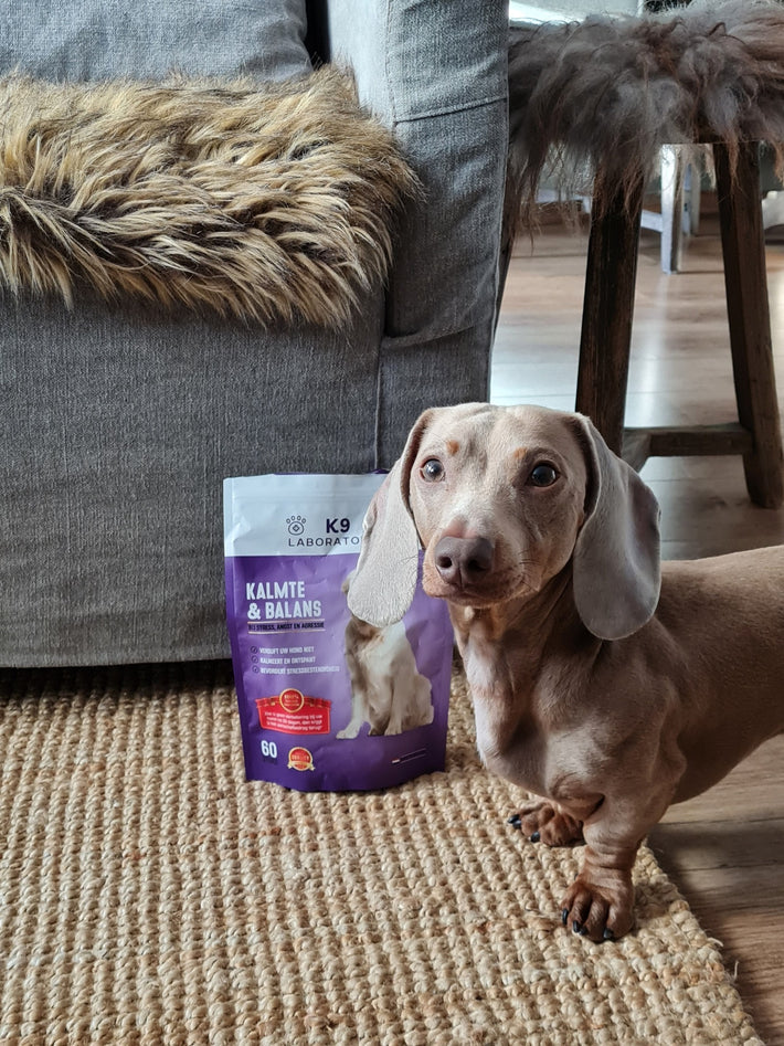 ONTDEK: Hondensupplement - alles voor de gezondheid en welzijn van je hond