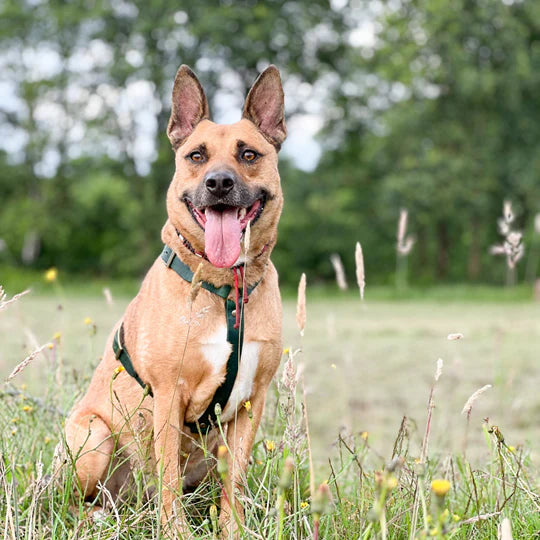 DEAL: 15% korting + €10 korting op huidparasietenpakket bij Lilo's Nature - Dierenwinkel