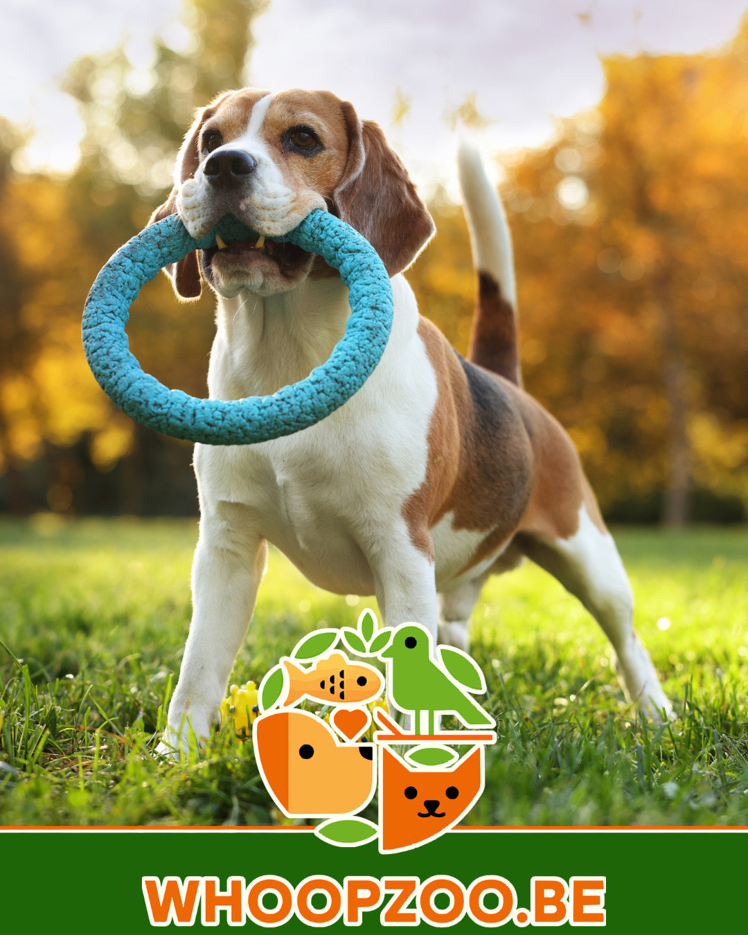 DEAL: 10% korting bij Whoopzoo - de online plaats voor puur dierengeluk!