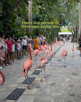 Ontdek: Xcaret Global - Unieke vakanties in Mexico